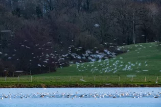 Grand Comptage des oiseaux - ERIC_MEDARD