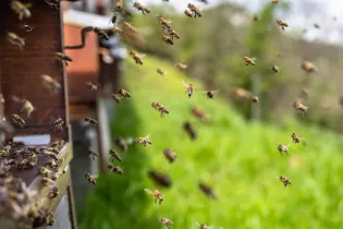 P21-bees-7996596_1280 - PIXABAY