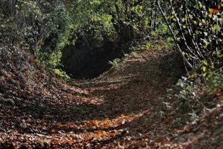 Pierres, feuilles, pinceaux - Conseil Départemental La Mayenne