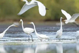 Le lac abaissé - Conseil Départemental La Mayenne