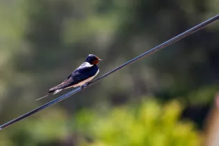 closeup-shot-cute-barn-swallow-wire - CCE