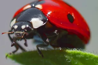 Coccinelle_(1) -  Greudin sur Wikipédia français