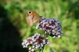 P44-Dominique.Vernier-papillon - Dominique.Vernier