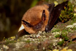 p54-Yohan DOUVENEAU-chauve-souris - Yohan DOUVENEAU