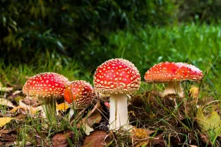 Sortie nature Hardanges - Image d'illustration