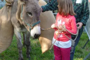 Fête percheron âne - Ville du Mans