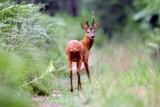 chevreuil  - daniel girard