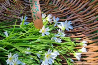 20250406_103857 - Sauvages de saison/ Emmanuelle Boyeldieu