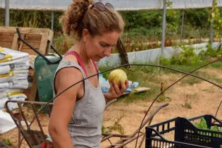 fenouil-biocoop-magasin-bio-le-mans-producteur-local-maraicher-ferme-petit-fouillet-7 - fenouil biocoop
