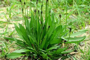 plantain-lanceole-plantago-lanceolata - JC GRAVIER