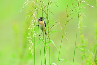 Tarier des prés_1 - Louis-Marie Préau