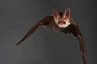 Visite thématique : Une nuit avec les chauves-souris_Angers_1 - Domaine National du Château d'Angers