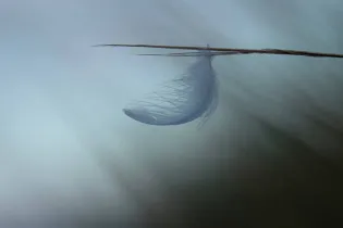 Visuel_1 - ©Sylvie Courlivant / Emballades Photos