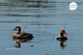 Sortie Oiseaux Loire Odyssée_1 - Dominique Thomas