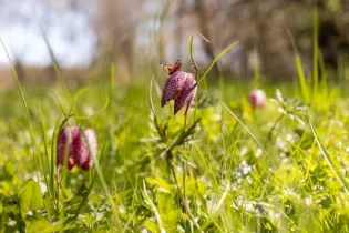 Goganes_1 - Mairie de Rives-du-Loir-en-Anjou