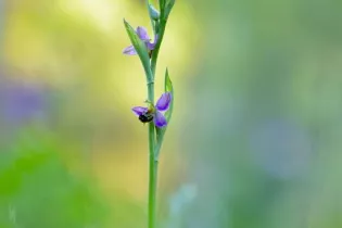 Biodiversités_1 - Fabien Fougeroux